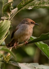 Cisticola chubbi