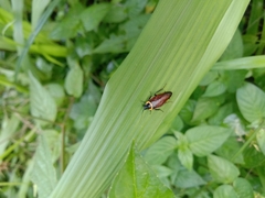 Hemithyrsocera palliata