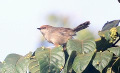 Cisticola chubbi