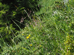 Festuca pulchella