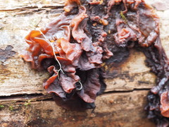 Phaeotremella fimbriata