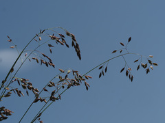 Festuca pulchella