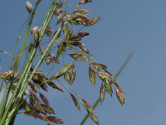 Festuca pulchella