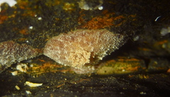 Geitodoris planata