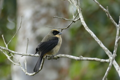 Black-Goggled Tanager photo 4