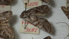 Lasionycta proxima