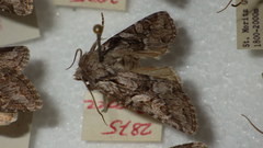 Lasionycta proxima