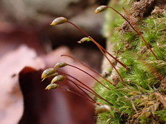 Rhynchostegiella tenella