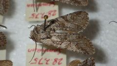 Lasionycta proxima