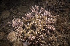 Montipora digitata
