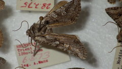 Lasionycta proxima