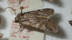 Lasionycta proxima