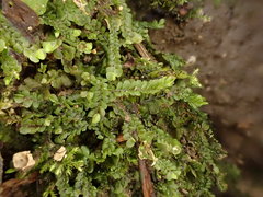 Pedinophyllum interruptum