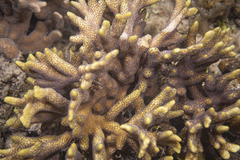 Montipora digitata