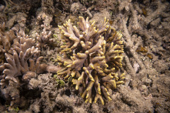 Montipora digitata
