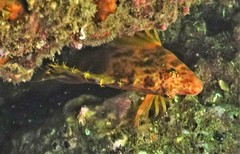 Cirrhitichthys aprinus