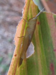 Stenocatantops angustifrons