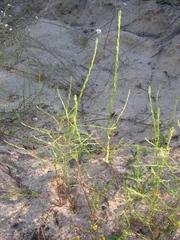 Corispermum declinatum