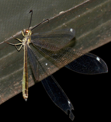 Banyutus lethalis