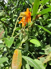 Thunbergia gibsonii