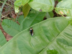 Hemithyrsocera palliata