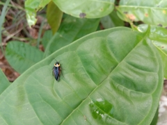 Hemithyrsocera palliata