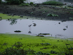 Himantopus himantopus