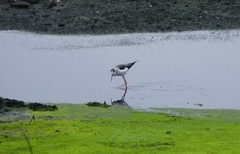 Himantopus himantopus