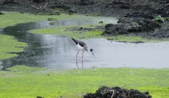 Himantopus himantopus