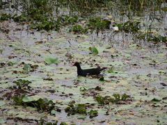 Gallinula chloropus