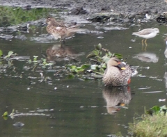 Anas poecilorhyncha