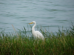 Ardea intermedia
