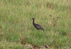 Plegadis falcinellus