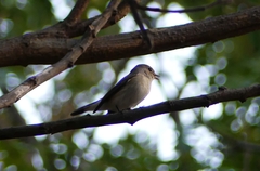 Muscicapa muttui