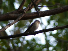 Muscicapa muttui