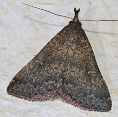 Hypenula cacuminalis