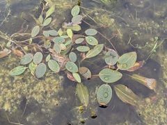 Potamogeton australiensis