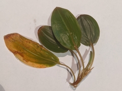 Potamogeton australiensis