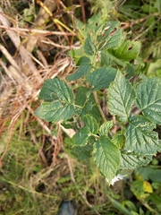 Rubus