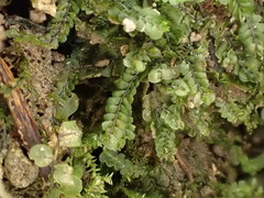 Pedinophyllum interruptum