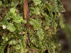 Pedinophyllum interruptum