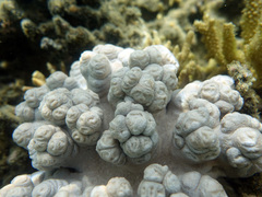 Cladiella