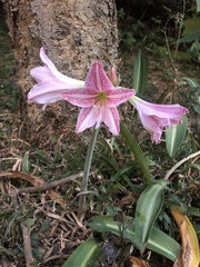 Hippeastrum reticulatum