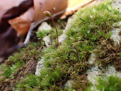 Rhynchostegiella tenella