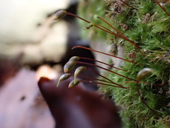 Rhynchostegiella tenella