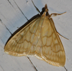 Loxomorpha flavidissimalis
