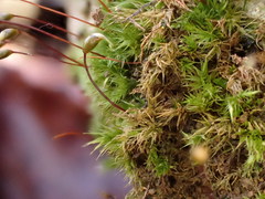 Rhynchostegiella tenella
