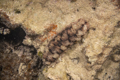 Stichopus