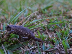 Callulina kisiwamsitu