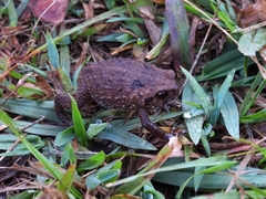 Callulina kisiwamsitu